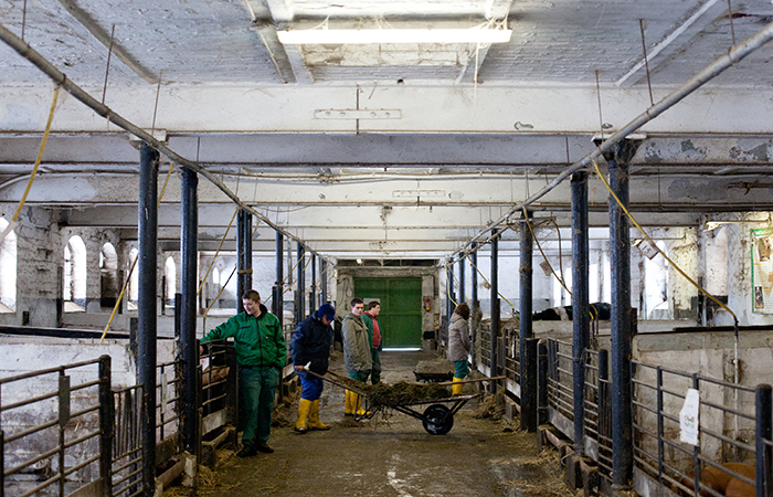 Ausmisten im Schweinestall (winter 2009)