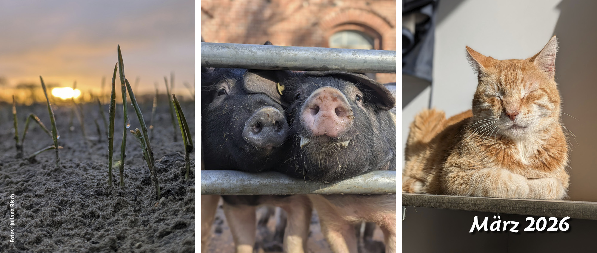 Drei Motive auf einem Bild - Halme strecken, sich aus der Erde, zwei Schweine strecken ihre Schnauze in die Sonne, eine Katze sitzt auf der Fensterbank und genießt die Sonne