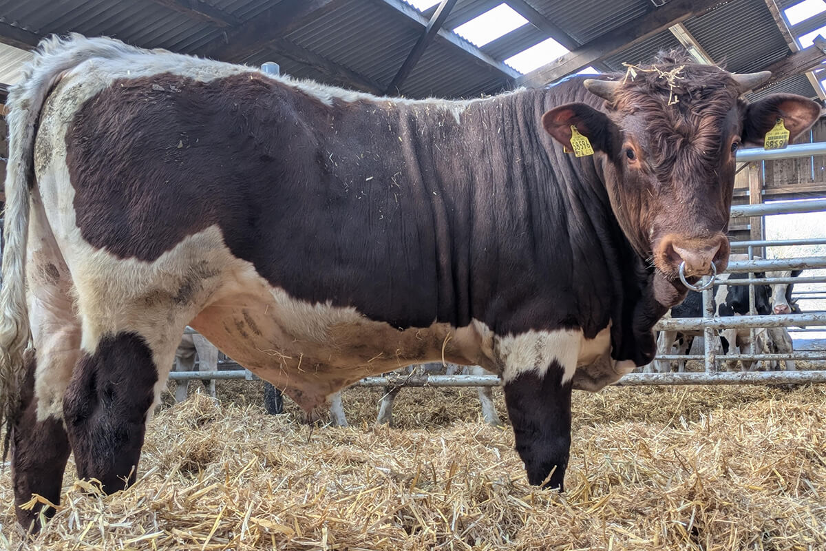 Zuchtbulle Felix auf dem Ökohof Kuhhorst. Bild von der Seite. Komplette Ansicht des Bullen.